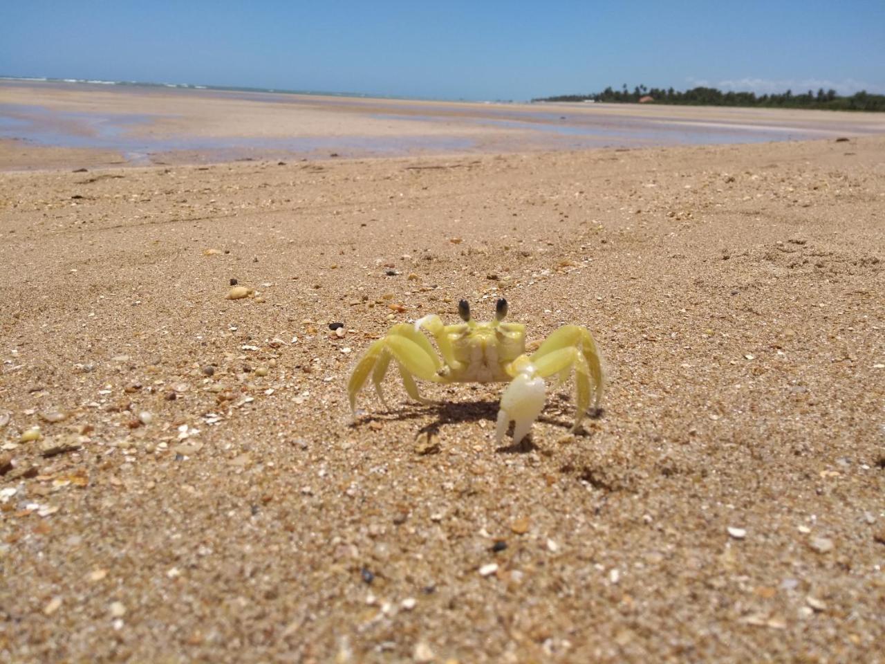 Pousada Refugio Dos Milagres São Miguel dos Milagres 外观 照片